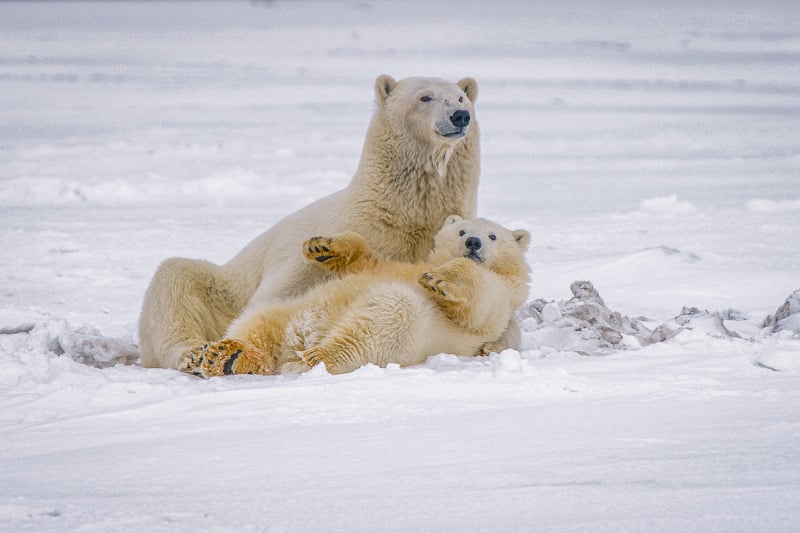 Polar Bears are one of the fiercest animals on the planet